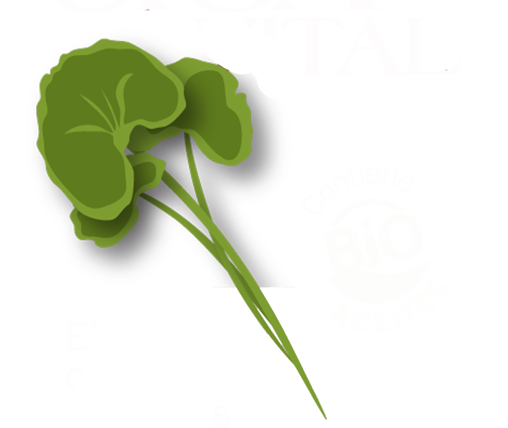 centella asiatica.png